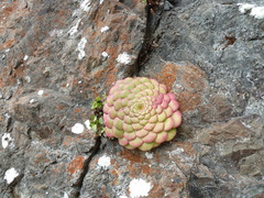 Aeonium glandulosum image