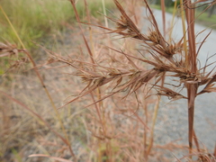 Themeda quadrivalvis