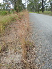 Themeda quadrivalvis
