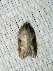 Acleris macdunnoughi