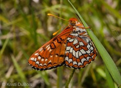 Euphydryas colon