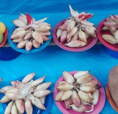 Bromelia karatas