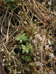 Sedum cepaea