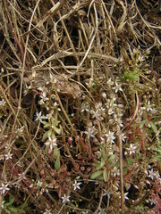 Sedum cepaea