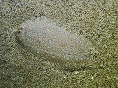 Pardachirus pavoninus