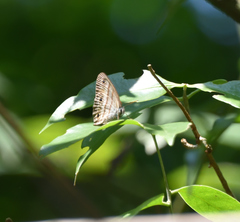 Cissia labe