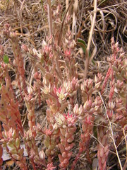 Sedum rubens