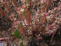 Sedum rubens