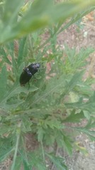 Melanactes densus