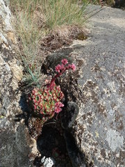 Sempervivum × alatum
