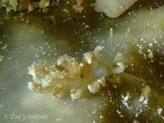 Phyllodesmium