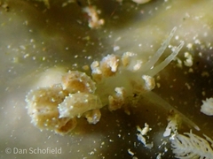 Phyllodesmium