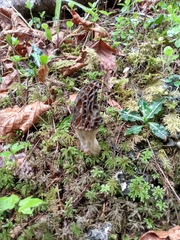 Morchella norvegiensis