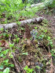 Morchella norvegiensis