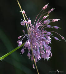 Allium carinatum