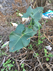 Arum palaestinum