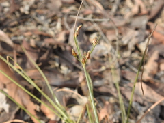Fimbristylis dichotoma dichotoma