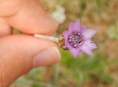 Xeranthemum cylindraceum