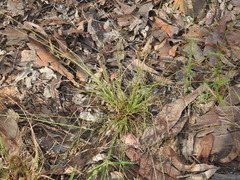 Fimbristylis dichotoma dichotoma