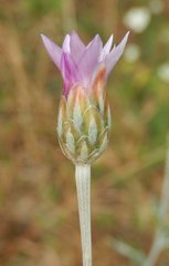 Xeranthemum cylindraceum