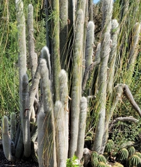 Cleistocactus strausii