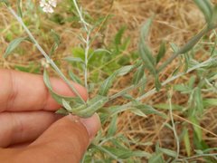 Xeranthemum cylindraceum