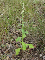 Pterocaulon