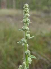 Pterocaulon