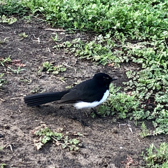 Rhipidura leucophrys