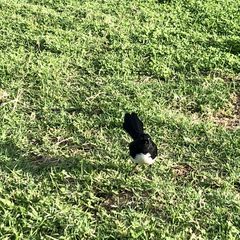 Rhipidura leucophrys