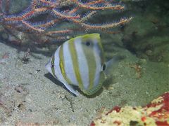 Parachaetodon ocellatus