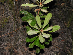 Banksia robur