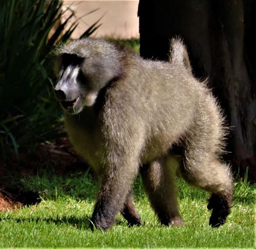 チャクマヒヒ