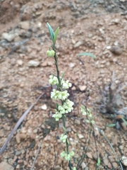 Litsea cubeba
