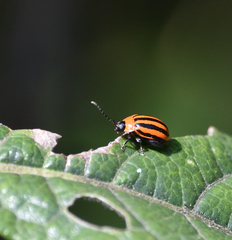 Alagoasa bipunctata tritaenioides