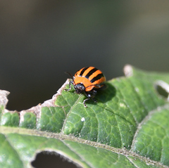Alagoasa bipunctata tritaenioides