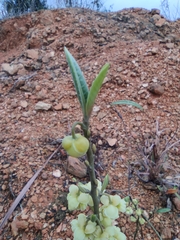 Litsea cubeba