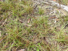 Eremochloa bimaculata