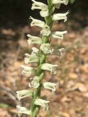 Spiranthes sylvatica