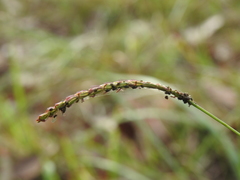 Eremochloa bimaculata