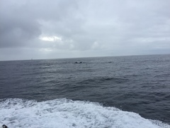 Delphinus