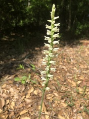 Spiranthes sylvatica