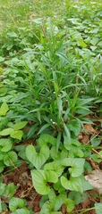 Symphyotrichum pilosum pilosum