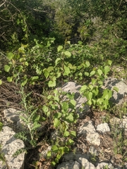 Vitis rupestris