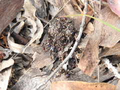 Tachyglossus aculeatus