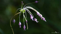 Allium carinatum