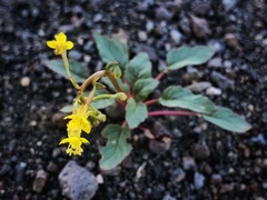 Chylismia claviformis cruciformis