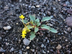 Chylismia claviformis cruciformis