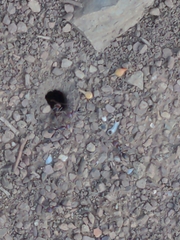 Iridomyrmex purpureus