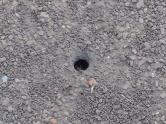 Iridomyrmex purpureus